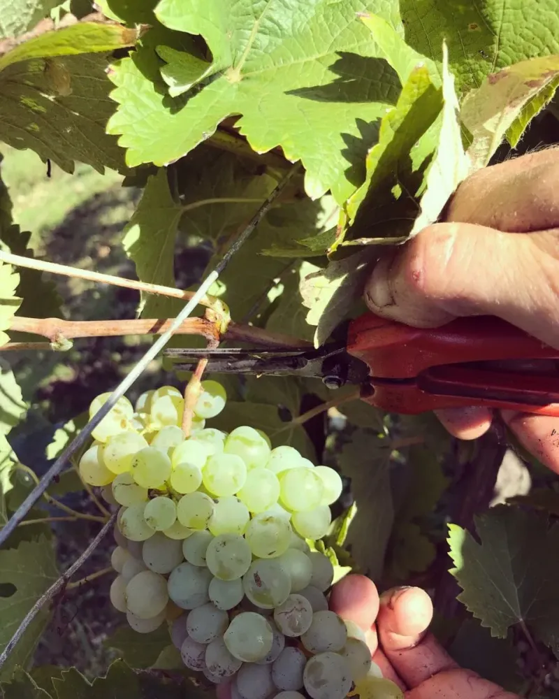 Vigneron à Francueil