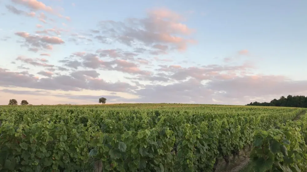 domaine du cambalu (6)