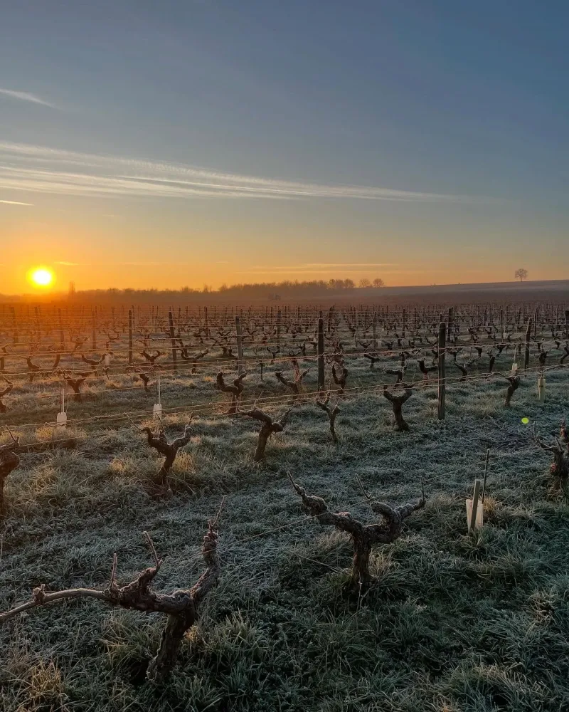 domaine du cambalu (7)