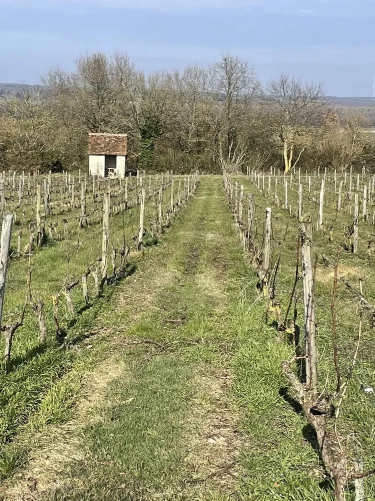 le vignoble (5)
